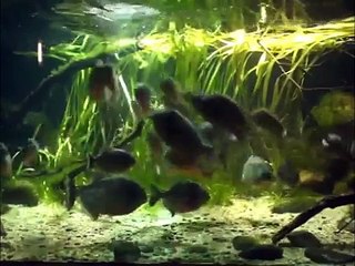 Piranha feeding time at ZSL London Zoo