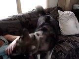 wolf dog hybrid  howling 