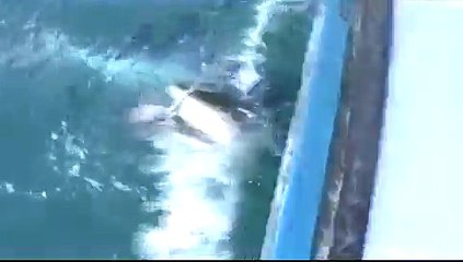 Shark Attack near Grand Manan