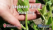 Scouting Soybean Aphids in Wisconsin