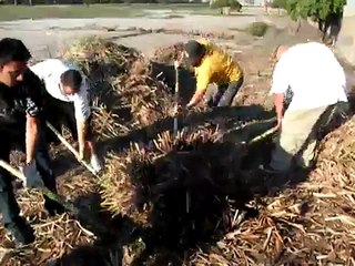 Removing Pampas Grass from Los Cerritos Wetlands