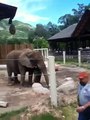 Elephant spraying water from trunk at Utah zoo