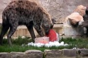 Spotted Hyena Enrichment - Sacramento Zoo