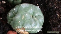 Curioso ejemplar de peyotes siameses - Curious Siamese specimen of peyote - lophophora williamsii