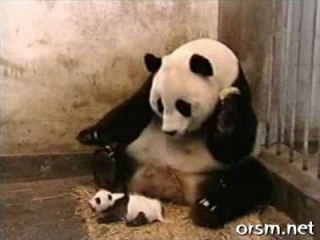 Baby Panda Sneezing