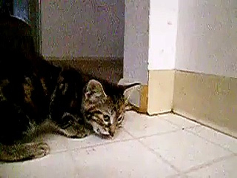 one tough kitten