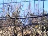 Jewish terrorist israeli settler saws off and steals branches of fruit trees in Palestinians orchard