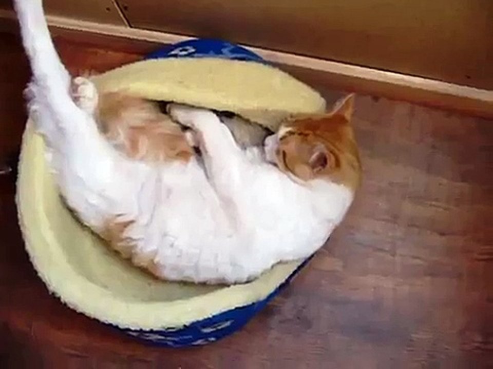 el gato mas relajado del mundo (garfield chileno - the chilean garfield)
