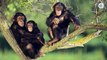 Are Chimps Smarter Than Humans?