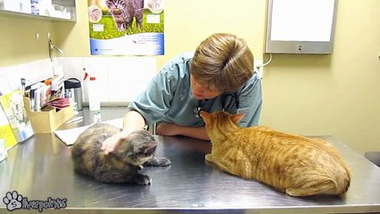 Cats Demand Attention From Vet