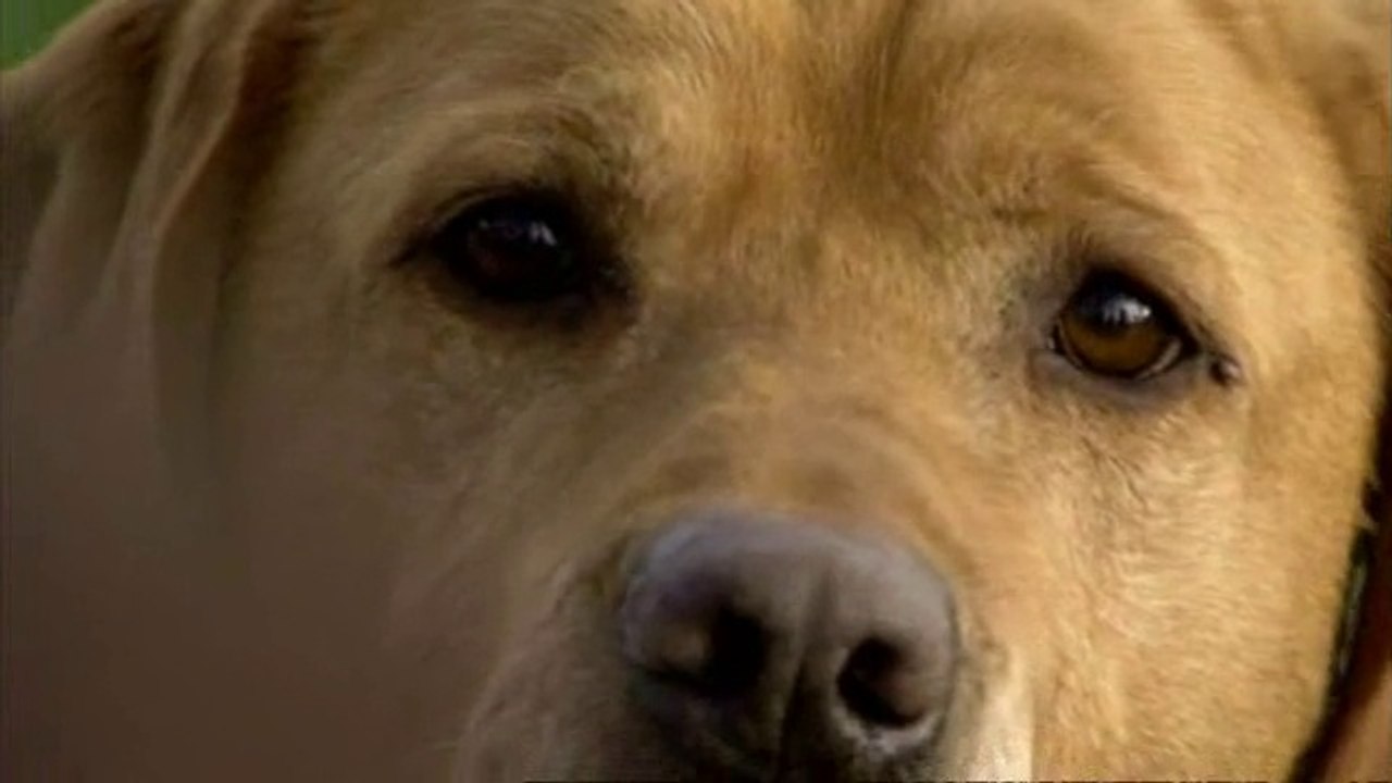 Attention chiens gentils