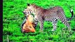 National Geographic Documentary Wild Animals attack National Geographic Animals ✔ ►