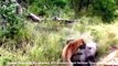 National Geographic Documentary Wild Animals attack National Geographic Animals 2015