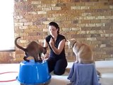 CAT Trick Training - EXTREMELY COOL!