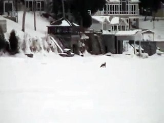 Fox hunting.  Fox eats cat?