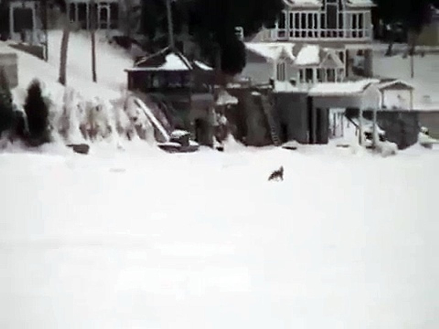 ⁣Fox hunting.  Fox eats cat?
