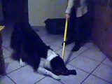 Hund ist verrückt nach einem Besen ;-)