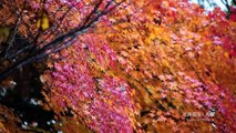 Autumn Colors in Japan 2012 ［日本の紅葉 まとめ］
