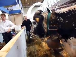 SALON AGRICULTURE PARIS 2011 #13 (Vache Cow)