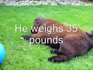 Chow Chow puppy plays in the garden