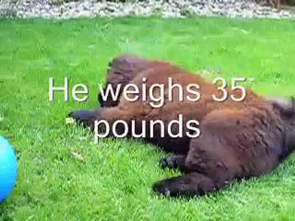 Chow Chow puppy plays in the garden