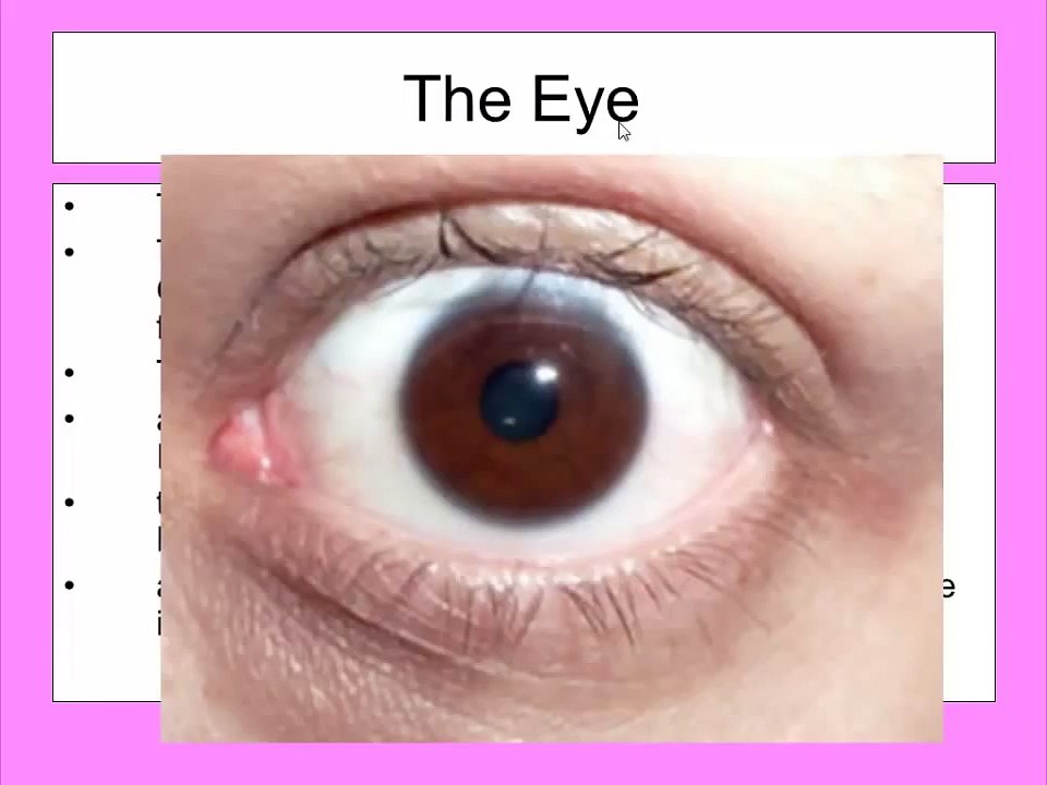 Eye structure & iris reflex for IGCSE Biology