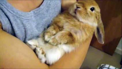 Miniature lop eared bunny - QQ Summer - Getting cuddled