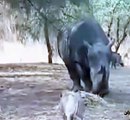 خنزير غبى يقترب من وحيد القرن فقتله بسرعه 2014