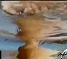 تمساح يهاجم اسد ويفترسه عند عبور النهر 2014