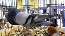 Pouter Pigeons, Cropper Pigeons