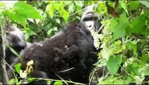 Mountain Gorillas in Virunga - Watch & Learn!