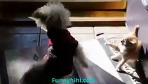 Funny Cat Videos   Funny Cat and Dog   Battle Between Cats and Dogs x264