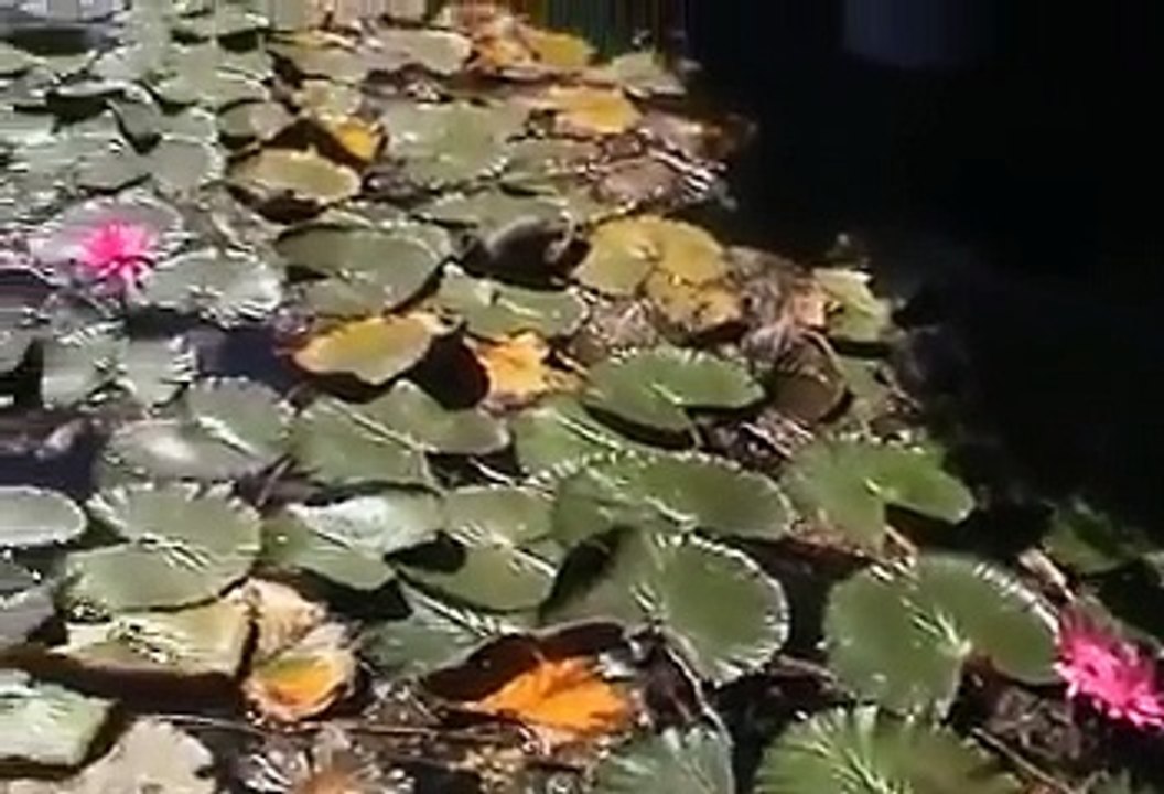 Balaton - krásná oblast Maďarska