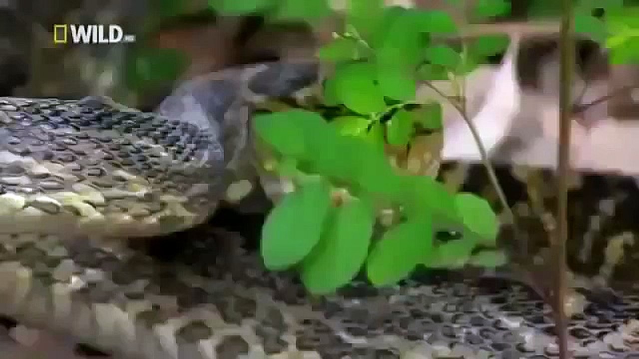 National Geographic JAPAN Full Documentary
