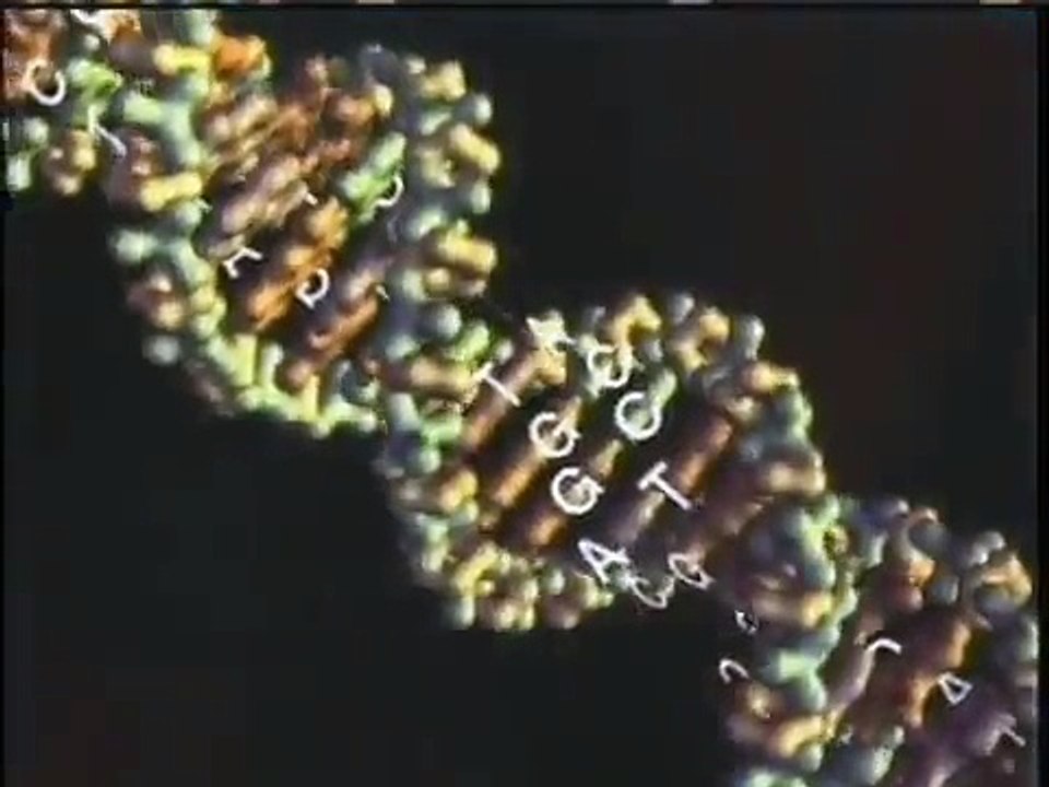 Stephen Meyer on PBS's ThinkTank with Ben Wattenberg, pt. 2