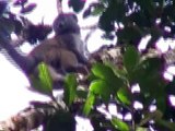 Gray Bamboo lemur (Hapalemur griseus) in rainforest at Tsinjoarivo