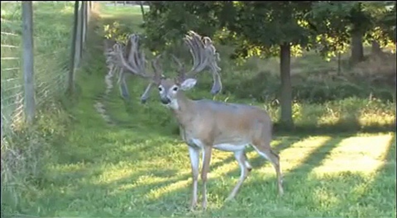 X Factor, Bellar Deer