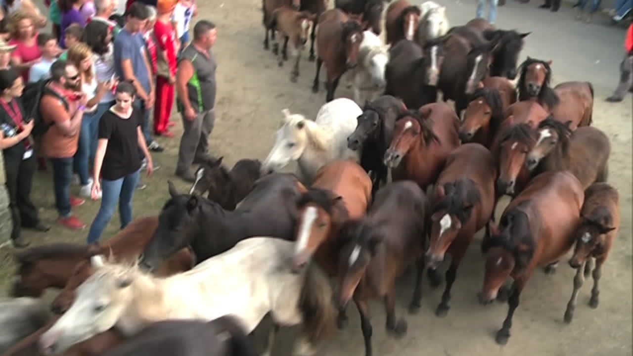 Brutaler spanischer Brauch: Wenn wilde Pferde zum Friseur müssen