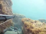 Pescasub : Una leccia in un metro d'acqua