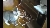 FUNNY VIDEOS  Funny Cats   Fail Win Funny Cats Compilation   Funny Animals   Best Cute Cat Videos x2