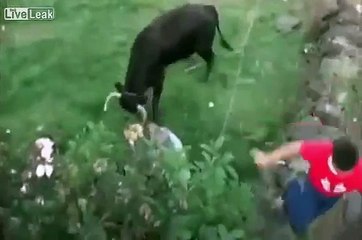 Marradas! Bull Win Compilation