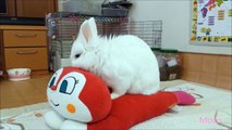 舐めるウサギTasted rabbit