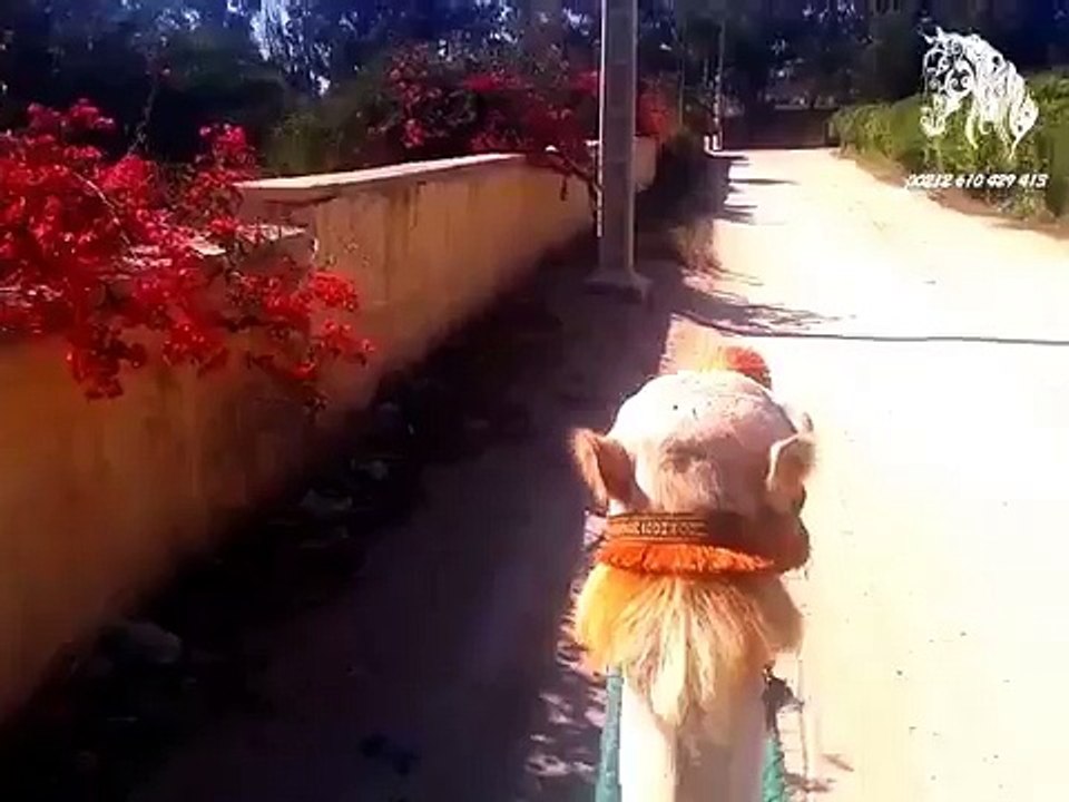 randonnee a chameau a agadir Balade a Dos de Dromadaire Agadir