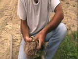 How to Plant Sweet Potatoes Using a Stick
