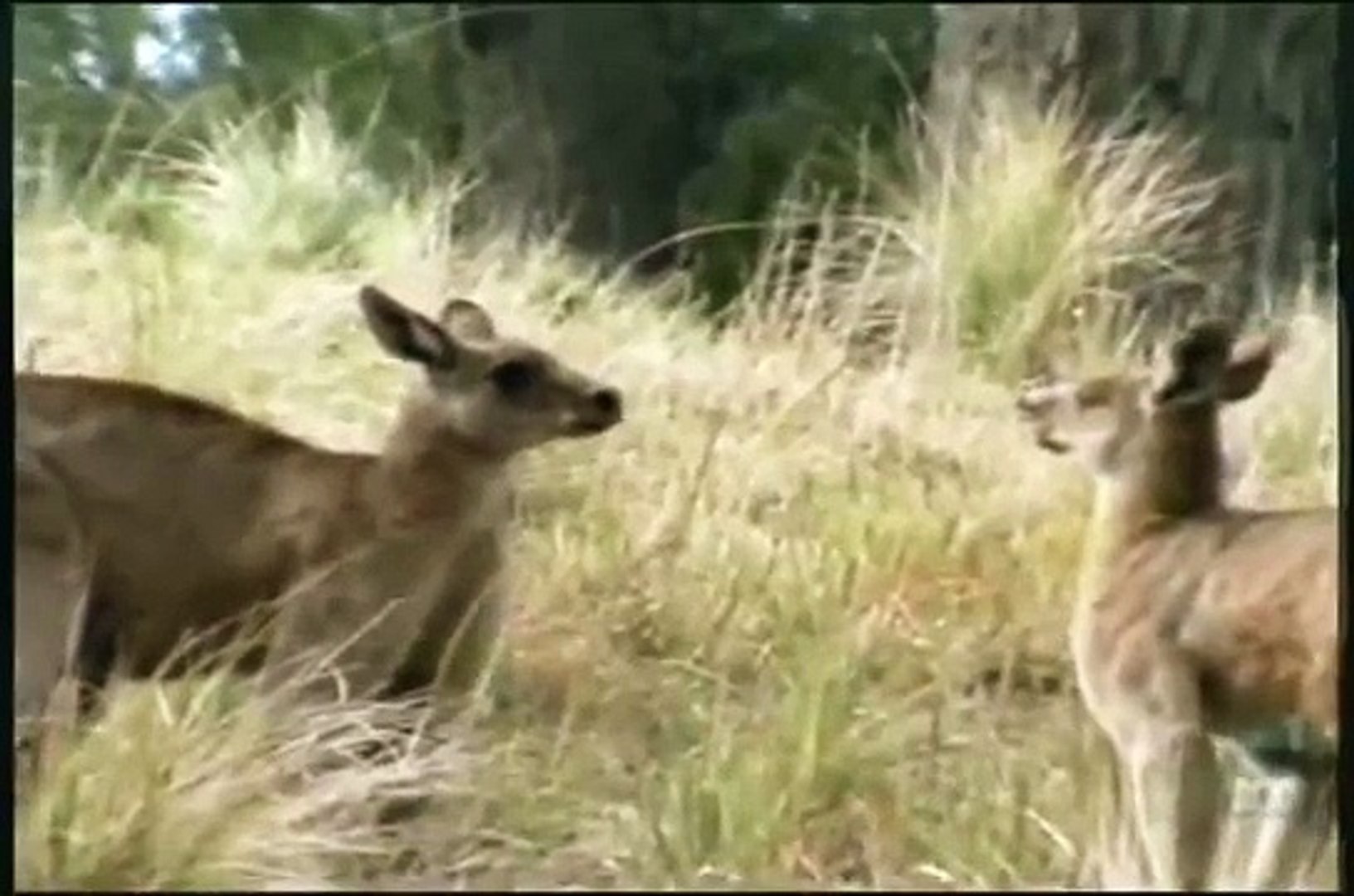 Eastern Grey Kangaroos Fighting