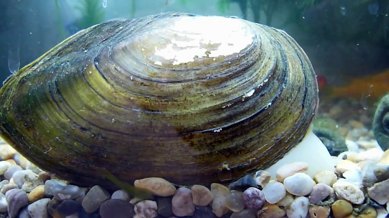 Anodonta cygnea (Swan Mussel)