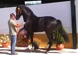 Andalusian PRE black stallion - SOLD TO USA - HORSESPRE.COM