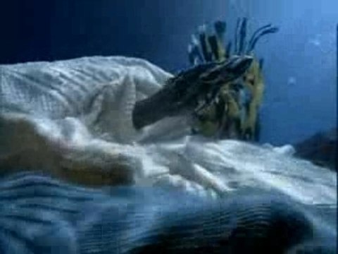 plongée , poissons , zen !